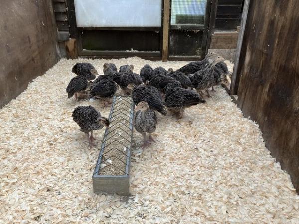 Image 3 of Bronze Turkey chicks hatched Saturday 11th May 2024