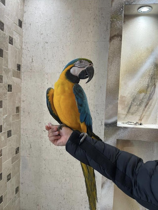 Preview of the first image of Tame talking 5 year old blue and gold macaw parrot.