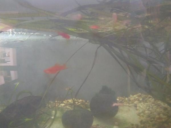 Image 5 of £8 Orange swordtail tropical fish Group Of 3 Trio Young Fish