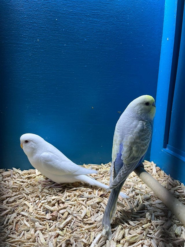 Preview of the first image of 3 beautiful baby budgies 8-9 weeks old.