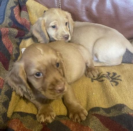 Image 2 of Red Cocker spaniel puppies
