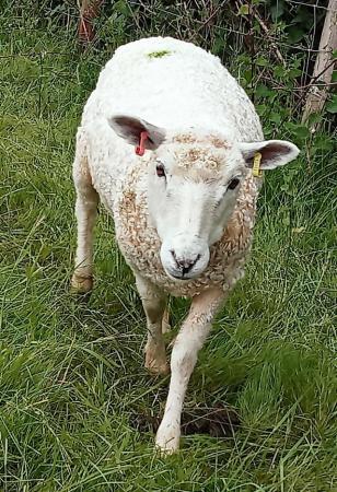 Image 3 of 2 x Gotland cross shearling ewes