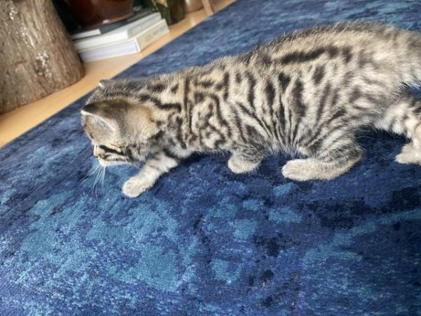 Image 1 of Ready now!! 2 beautiful Bengal house kittens -