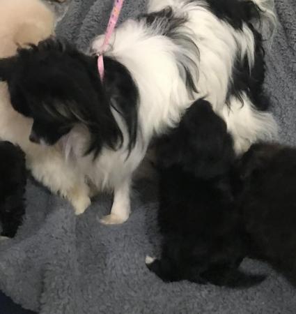 Image 8 of poodle x papillon puppies