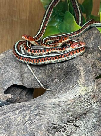 Image 4 of Californian red sided garter snake snake at urban exotics