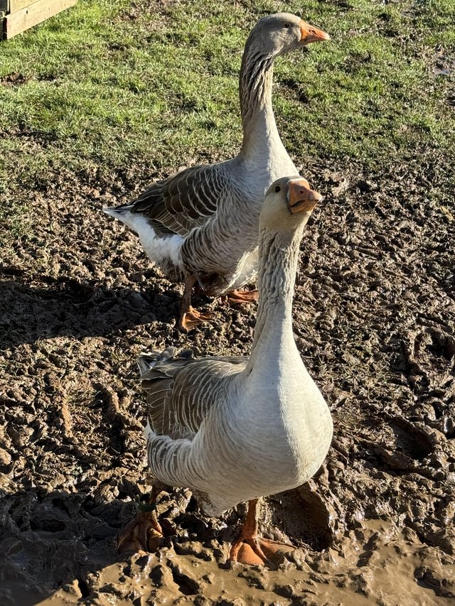 Preview of the first image of Toulouse geese x 6 for sale.