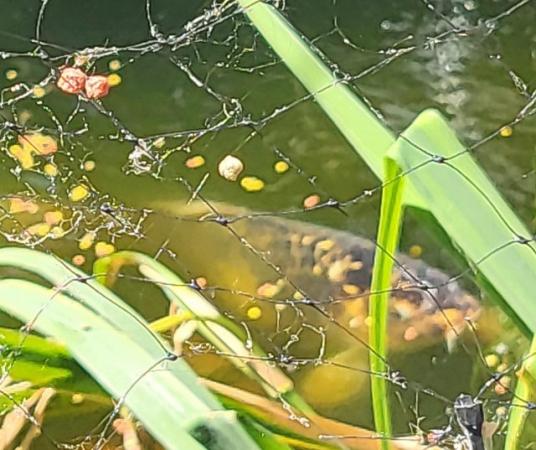 Image 1 of Pond fish available dagenham