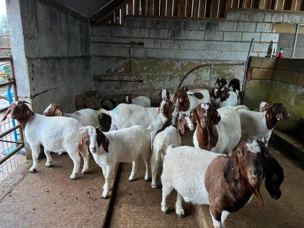 Image 1 of Pedigree Boer goats, Does, Doelings and Wethers