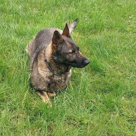 Image 5 of Czech GSD: Full KC Papers! 3 years old