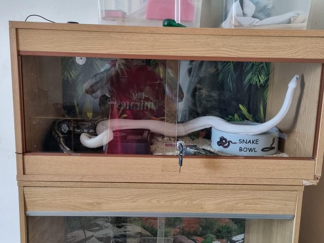 6 snakes 2 vivs 6 stack with all heat mats bowels — photo 3 of 4