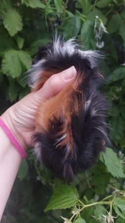 Image 5 of Guinea pigs Cavys various ages,  boys and girls available