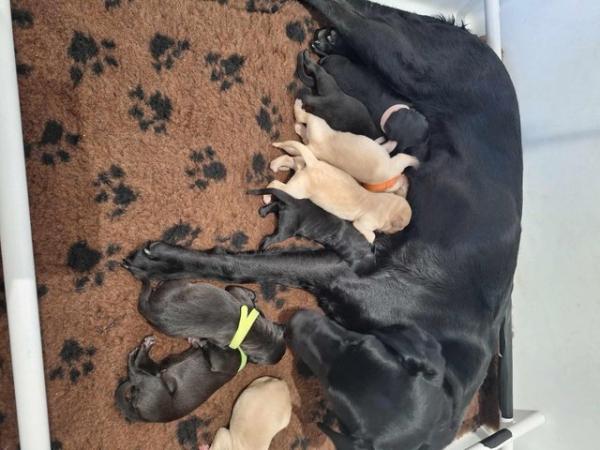 Image 7 of KC registered labrador puppies licenced breeder