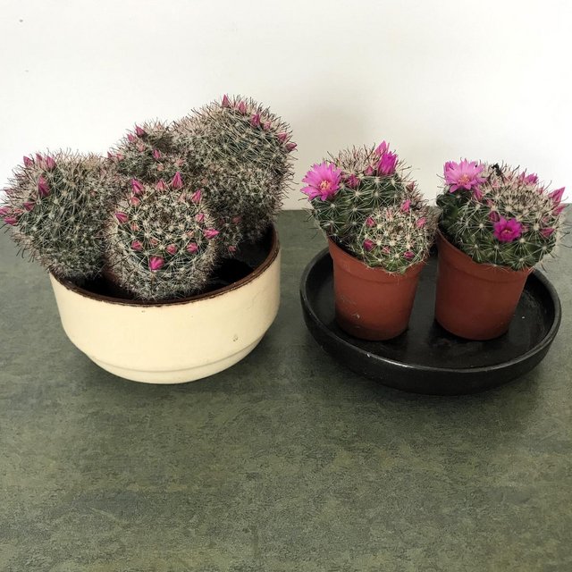 Preview of the first image of 3 Pink Mammillaria cactus houseplants. IN BUD/FLOWERING.