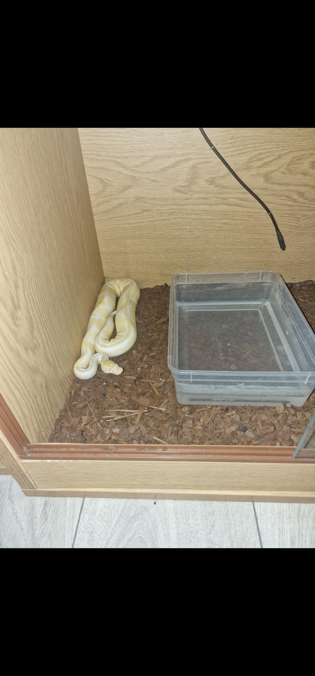 Preview of the first image of Albino royal python het pied 3yrs old.