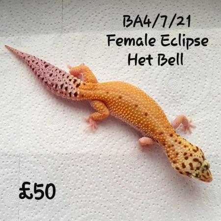 Image 6 of Leopard Geckos Available For New Homes
