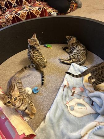 Image 3 of Purebred rosetted bengal kittens