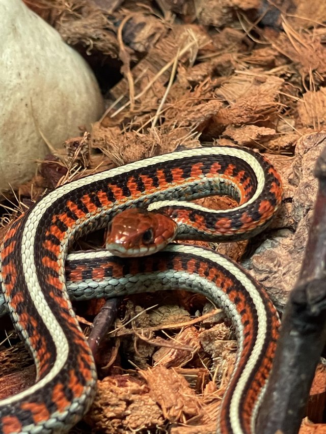 Cb24 red sided garter snake For Sale in Sheffield, South Yorkshire