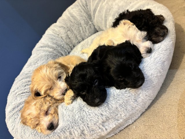 Preview of the first image of Cockapoo Puppies For Sale.
