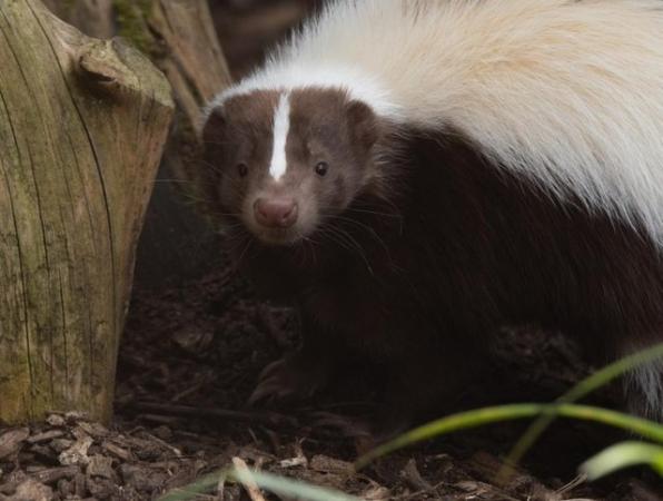 Image 1 of Baby skunks ready end of June