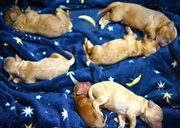 Image 4 of Cavapoo Puppies-Licenced Breeder-Health Tested Parents