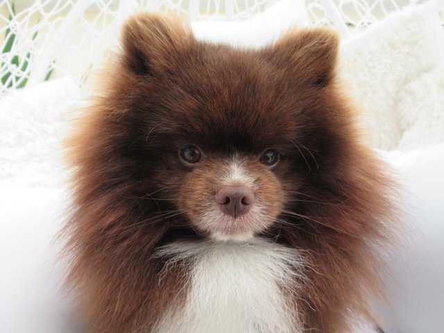 Preview of the first image of Pomeranian Lilac Chocolate Male looking for Forever Home.
