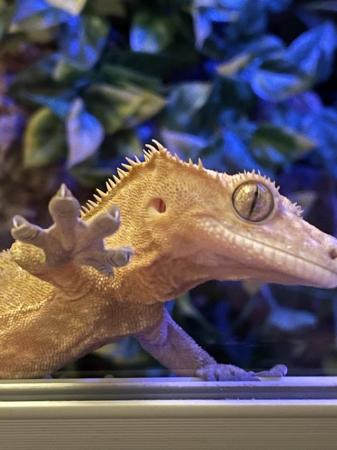 Image 1 of Lovely healthy crested gecko for sale