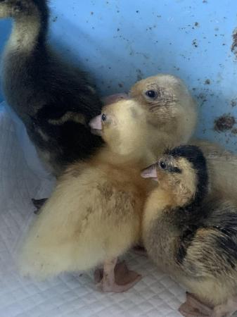 Image 1 of Week Old Call Ducklings for sale