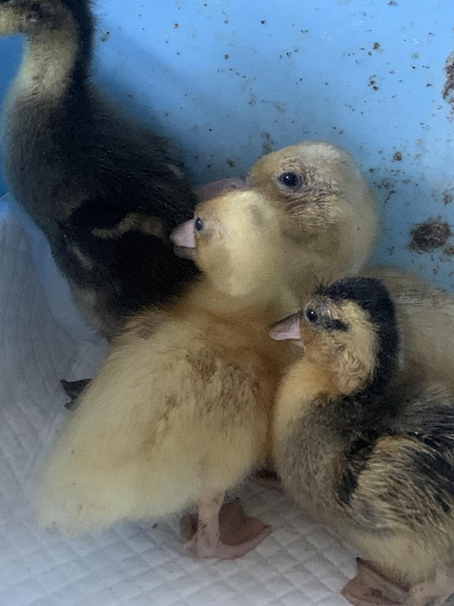 Preview of the first image of Week Old Call Ducklings for sale.