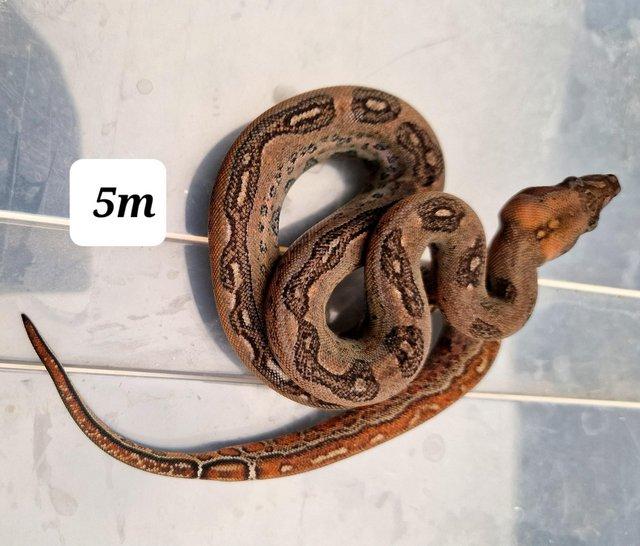 Preview of the first image of Mandarin belly boa constrictor male 5m.