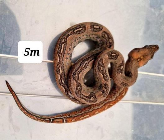 Image 1 of Mandarin belly boa constrictor male 5m