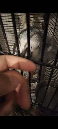 Image 4 of African Grey Parrot Active and Friendly
