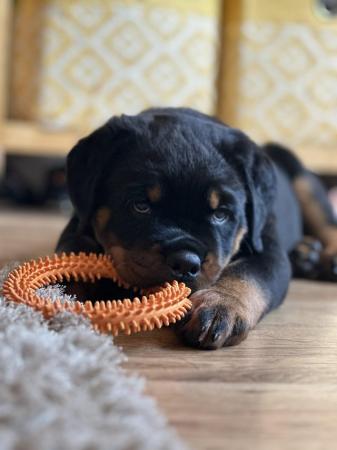 Image 1 of Rottweiler puppy chunky girl ready for her forever home