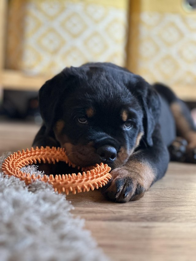 Preview of the first image of Rottweiler puppy chunky girl ready for her forever home.