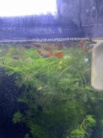 Image 3 of BABY MALE AND FEMALE GUPPIES £1 EACH