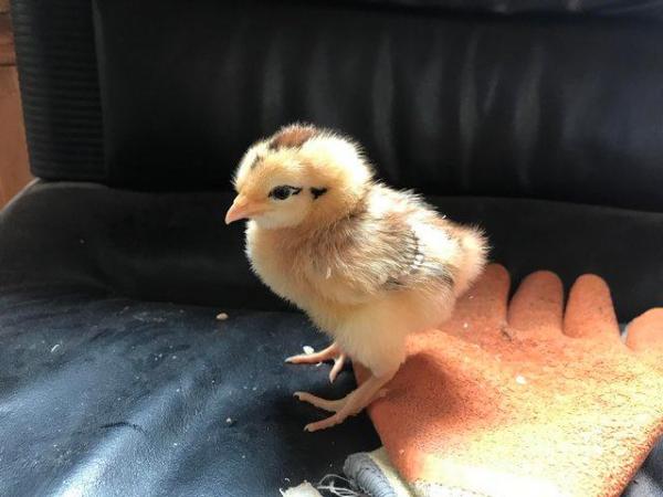 Image 3 of Day old chicks available Leicester