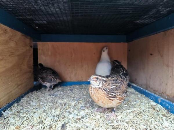 Image 3 of Coturnix and Texas Quail for sale
