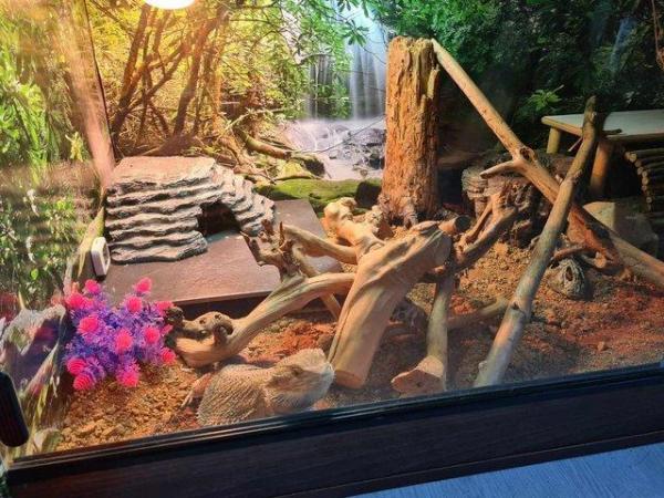 Image 1 of Bearded dragon, enclosure + extras