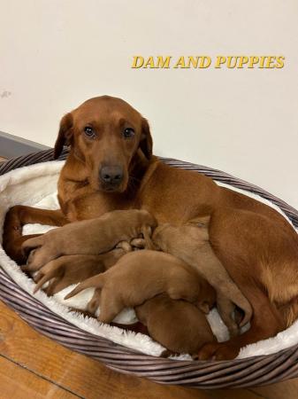 Image 5 of Very Dark Fox Red Labrador Puppies *KC* *Health Tested*