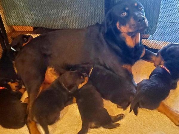 Image 3 of KC Rottweiler Pups Ready Now! (1 Boy, 2 Girls Available)