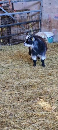 Image 3 of Lots of Goats ready for new homes