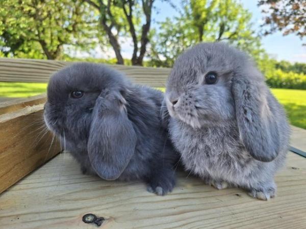 Image 7 of Mini Lop Pure Breed Baby Rabbits For Sale