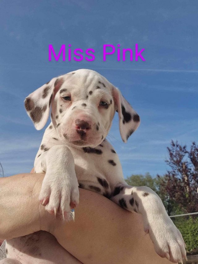 Preview of the first image of Dalmatian puppies, liver and white, full hearing, kc Reg.