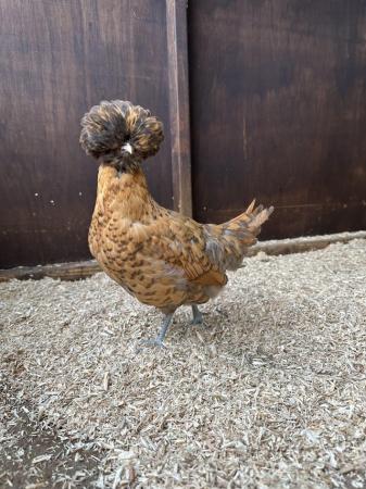 Image 7 of Young bantam hens, variety of colours and breeds