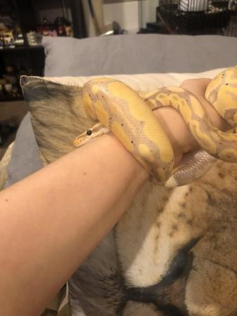 Image 5 of 5 year old male banana ball python and whole set up and food