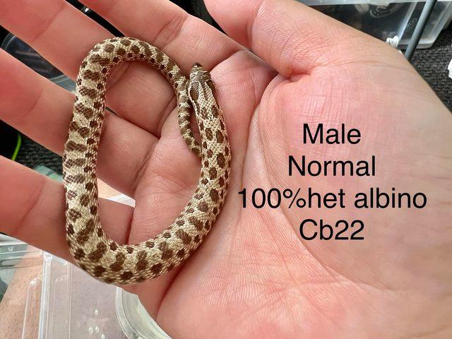 Preview of the first image of Hognose snake for sale (Collection only).