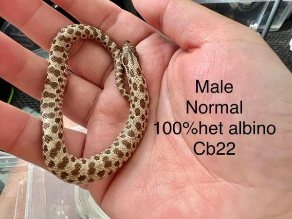 Image 1 of Hognose snake for sale (Collection only)