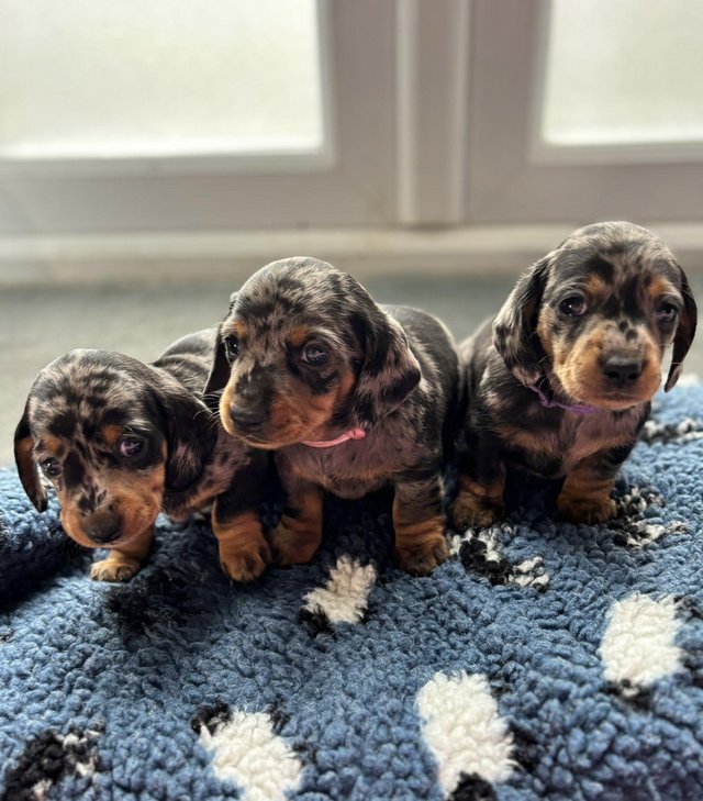 Preview of the first image of KC registered Quality miniature dachshund puppies.