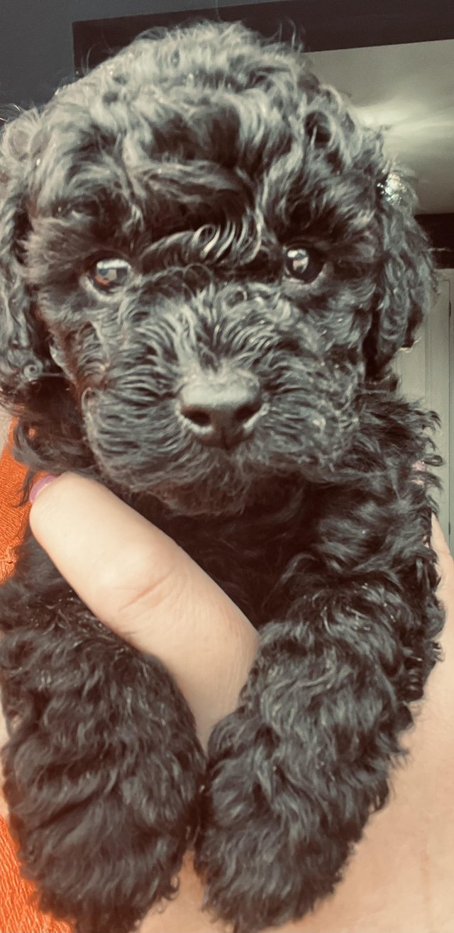 Preview of the first image of LAST KC REG Stunning Black True to size Toy Poodle puppies.