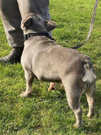 Image 7 of Ultra affectionate Female French Bull Dog 20 months