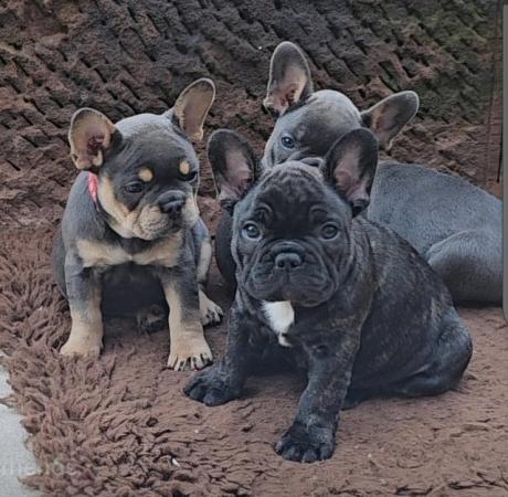 Image 5 of French bulldog puppies 2 girls
